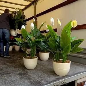 Аккуратная перевозка саженцев и деревьев с опытными грузчиками Упаковка и доставка саженцев по Щелково и области