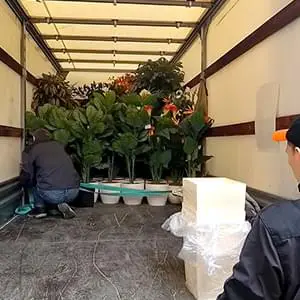 Безопасная перевозка саженцев и деревьев с грузчиками Качественная перевозка саженцев и кустов на Газели по Щелково